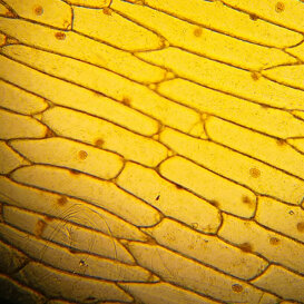 cellule cipolla e nuclei cellule cipolla e nuclei